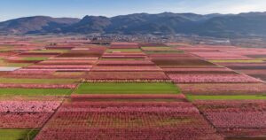 Peach Blossoms of the Macedonian Plain