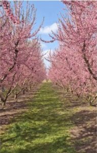 Peach Blossoms of the Macedonian Plain