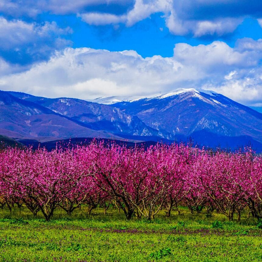 Veroia Peach blossom Greece